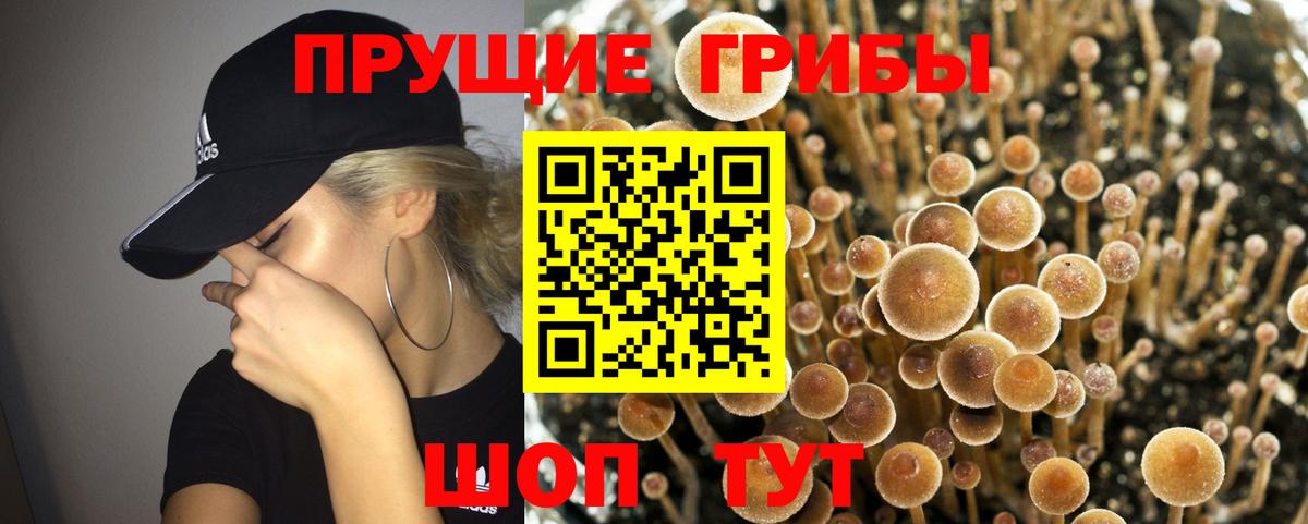 Галлюциногенные грибы Psilocybine cubensis Гусь-Хрустальный
